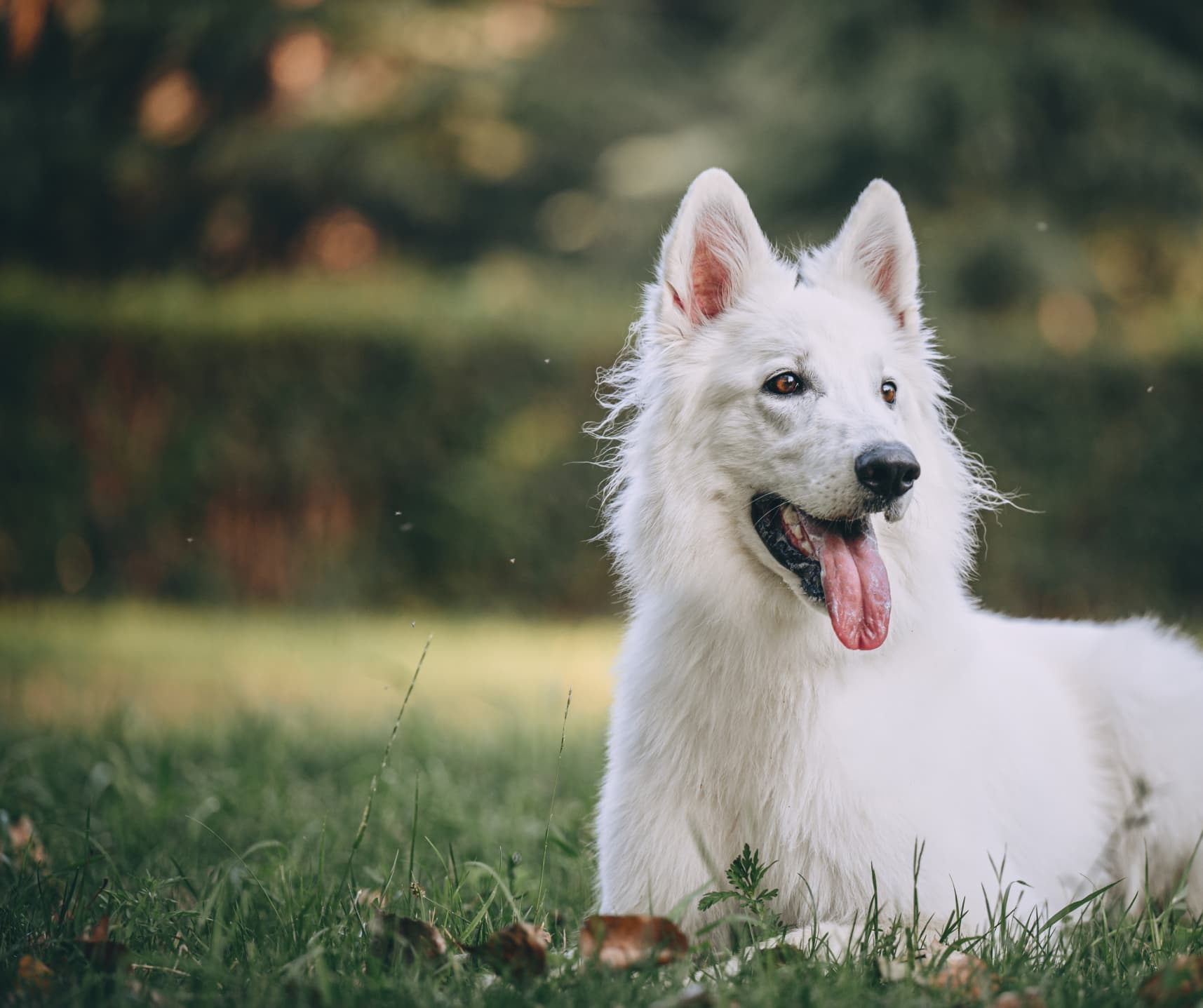 white swiss shepherd dog